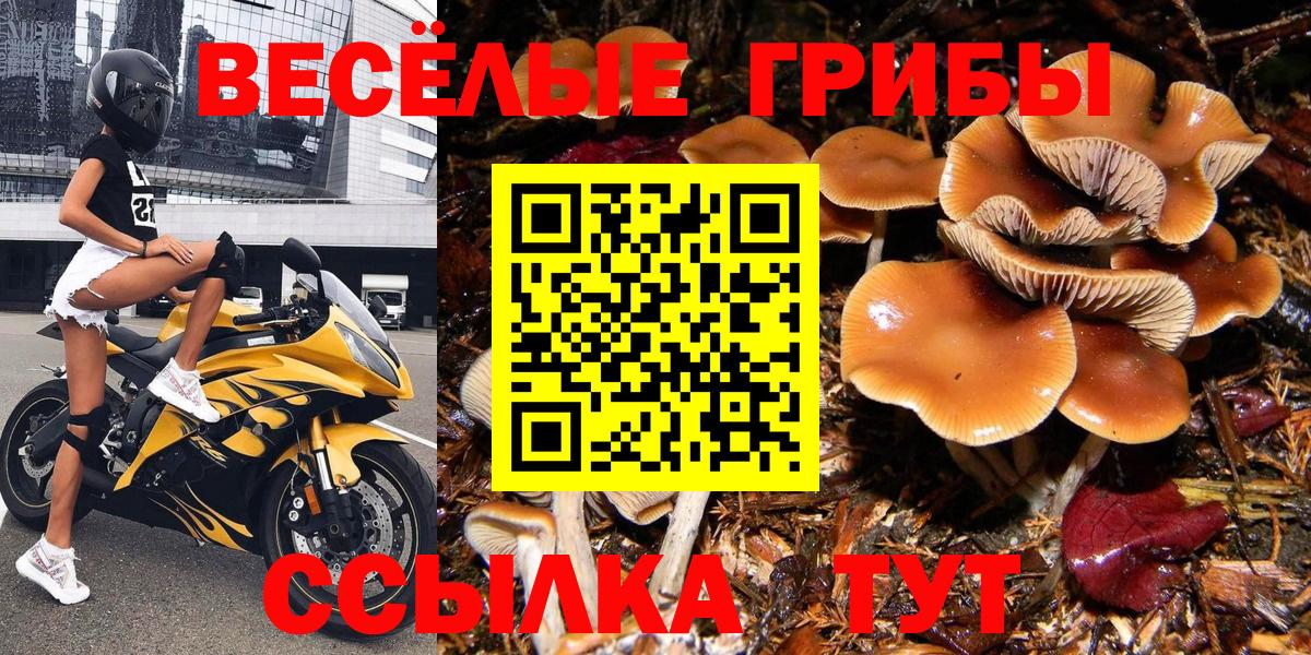 Псилоцибиновые грибы Psilocybine cubensis  Вход с VPN  Псилоцибиновые грибы мицелий  Минусинск 